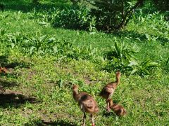 -哈尔滨北方森林动物园