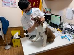-瑞派·关忠动物医院·异宠专科·犬猫肿瘤·皮肤专科(望京店)