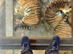 -栾川竹海野生动物园