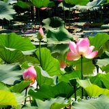 🦌北京小奈良｜南海子公园🌸