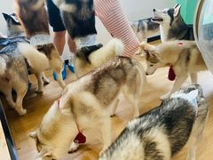 -Husky Go! 哈士奇体验馆·宠物咖啡厅狗咖