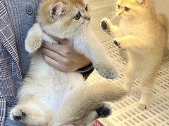 -lincat·猫舍(广州店)