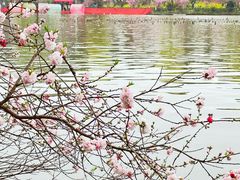 -南汇桃花村