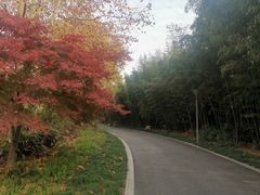 -昆山城市生态森林公园