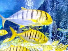 -太平洋海底世界