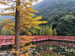 -广州市石门国家森林公园