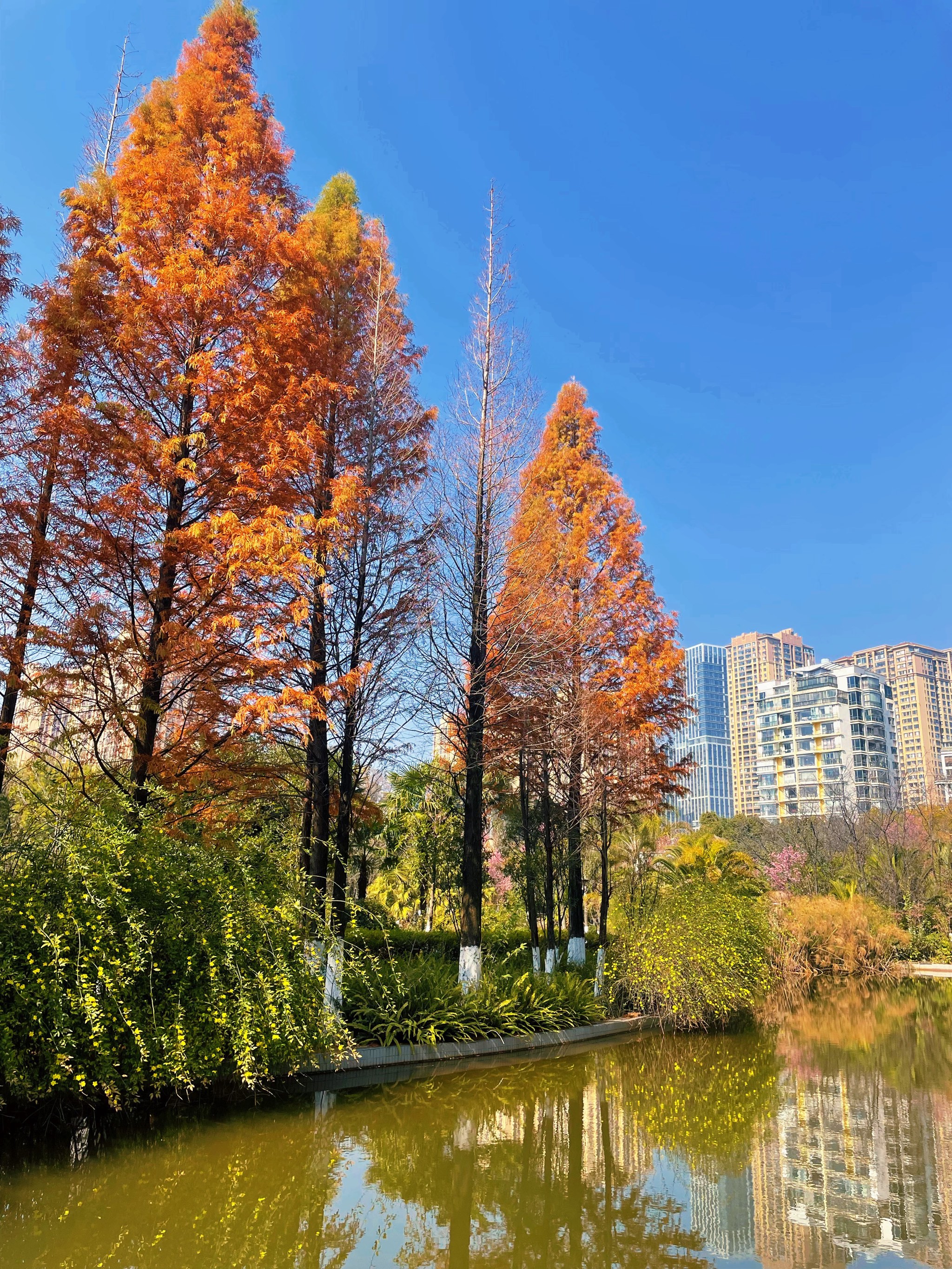 平舆龙湖美景图片