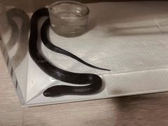 -酷以爬仙阁实体爬宠店·守宫·蜥蜴·专业繁育