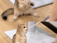 -有喵·猫咖·狗咖·30几只猫10只小狗(岗厦店)
