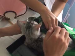 -瑞派福兴宠物医院犬猫全科·骨科·中西医结合(河东店)