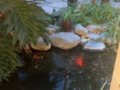 -顺峰·粤菜海鲜·早茶自助(阜成店)