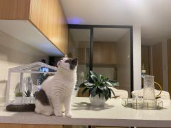 -L•野生眉半永久纹眉纹绣