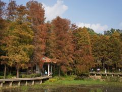 -深圳仙湖植物园