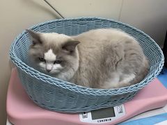 -纳吉亚猫专科动物医院博雅分院