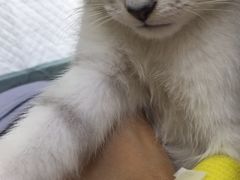 -爱侣·安琦尔宠物医院·中兽医针灸·心内科·狂犬免疫点(宝山区院)
