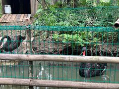 -上海滨江森林公园