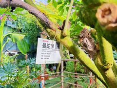 -呀路古热带植物园