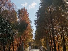 -上海海湾国家森林公园