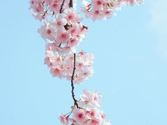 -顾村公园