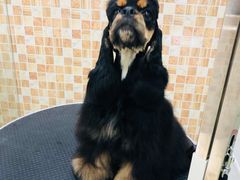 -汪小喵宠物·戴维斯乐芳希施宠馨宝皮毛调理洗护店