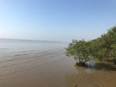 -宝安西湾红树林湿地公园