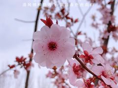 -顾村公园