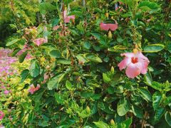 -深圳国际园林花卉博览园