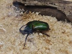 -上海大自然野生昆虫馆(东方明珠·爬宠昆虫探索中心)
