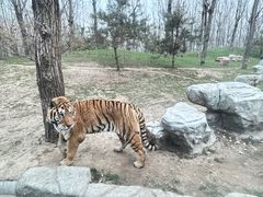 -北京野生动物园