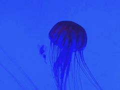 -沈阳海洋探索中心