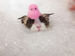 -PETKIT小佩宠物(古北店)