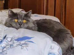 -东方名猫馆·英短金渐层布偶猫舍(环线广场1号楼店)