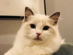 -momokira米努特·德文卷毛猫·棉花面纱犬