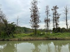 -大湾区中央湿地公园
