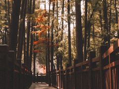 -东湖落雁景区