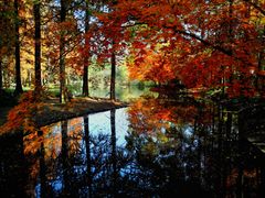 -上海共青森林公园