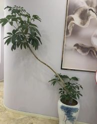 -紫琪尔胸部养护中心