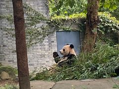 -都江堰中华大熊猫苑