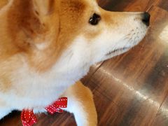 -豆柴町-柴犬主题狗咖(红鼎国际C座店)