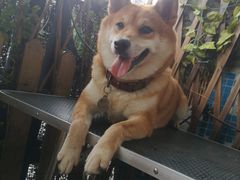 -柴犬高等学院·狗咖·柴犬售卖·宠物训练