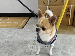 -艾贝尔宠物医院·宠保定点·超声绝育·免疫点(樱花路店)