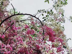 -深圳国际园林花卉博览园