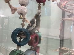 -momokira米努特·德文卷毛猫·棉花面纱犬