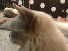 -猫爷宠物生活馆·撸猫馆
