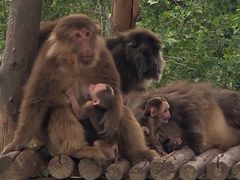 -西霞口神雕山野生动物世界