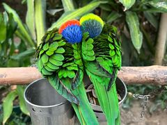 -南宫五洲植物乐园