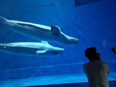 -芜湖新华联大白鲸海洋公园