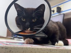 -宠颐生宠物医院·心肾内科·猫专科诊疗中心宠巢店