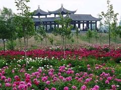 -扬州芍药园(仪征市)