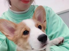 -浣熊柯尔鸭土拨鼠·电玩咖